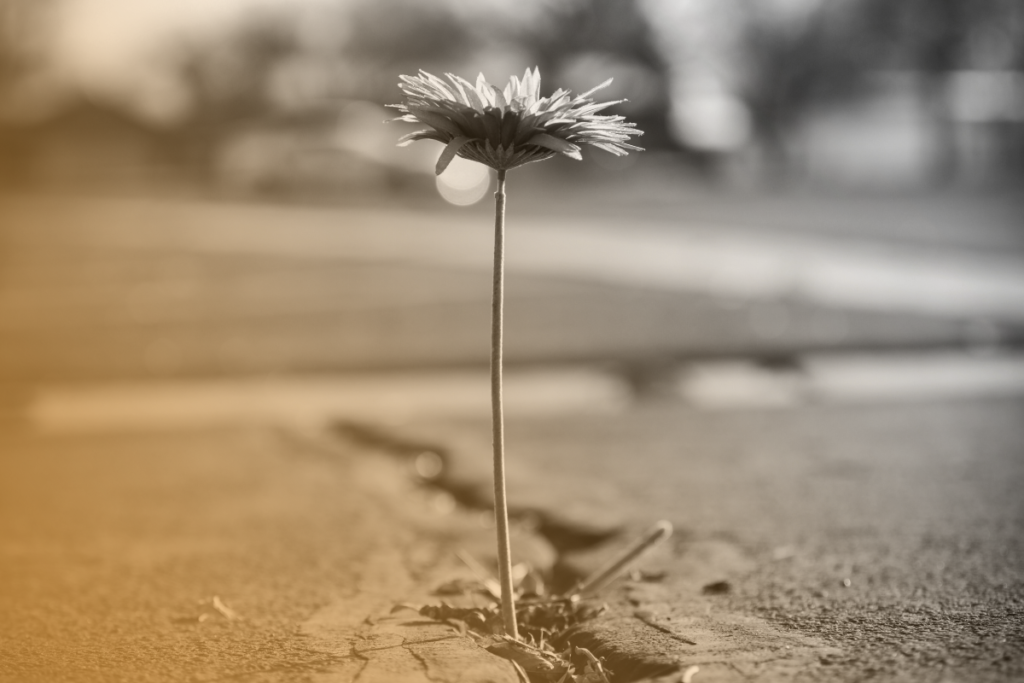 Un fiore viola bello che esce dall'asfalto con forza mostra resilienza e resistenza
