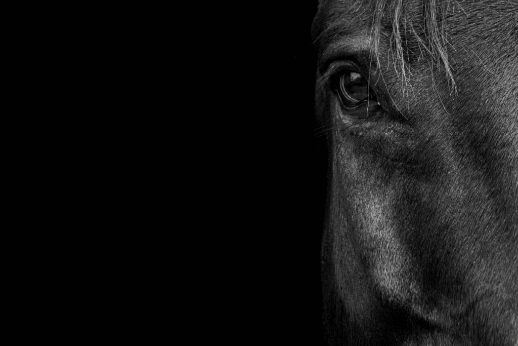 Un cavallo nero con lo sguardo intenso. 7 lezioni di vita imparate dai cavalli scritte nel mio diario di viaggio
